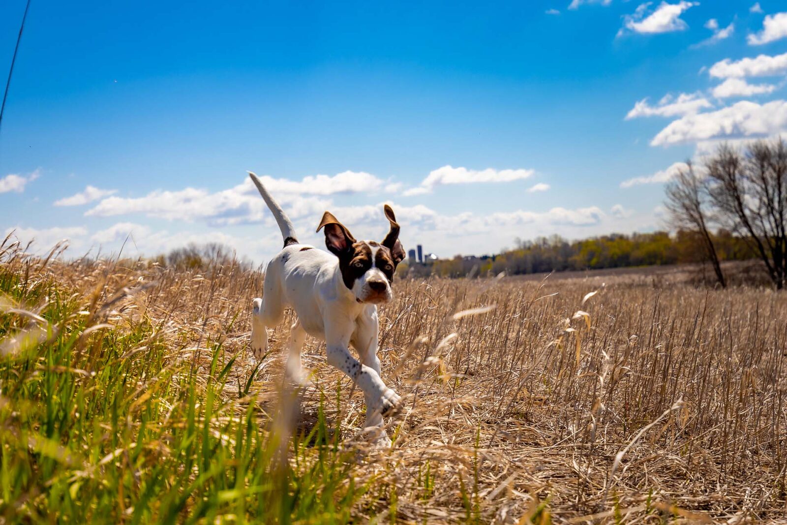 a bird hunting dog puppy running through a field 
