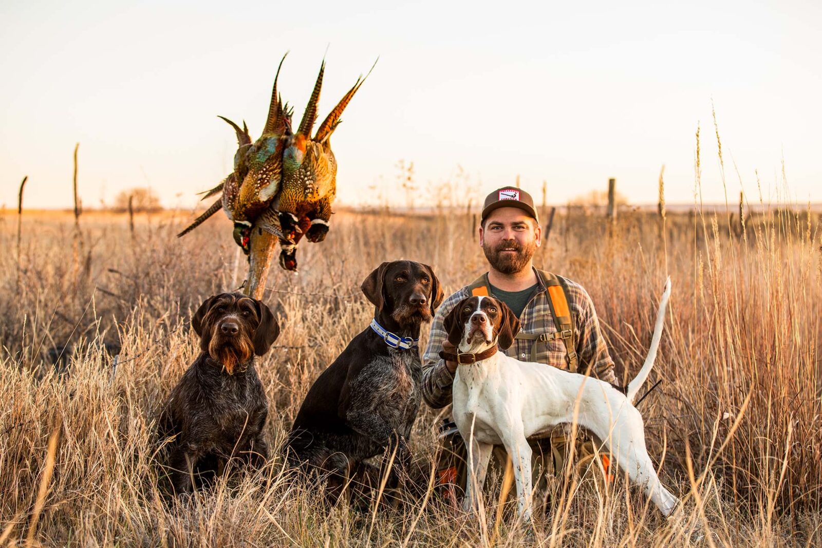 hunter with 3 hunting dogs in a field with pheasants shown