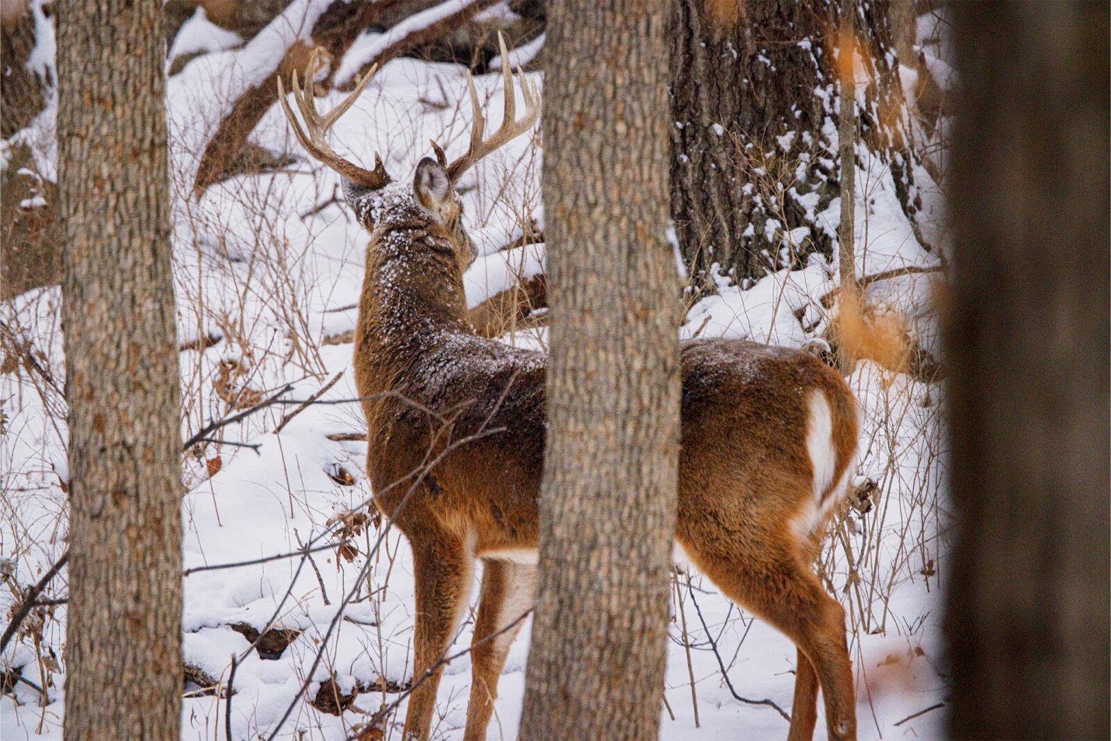 a male deer in a snowy forest 