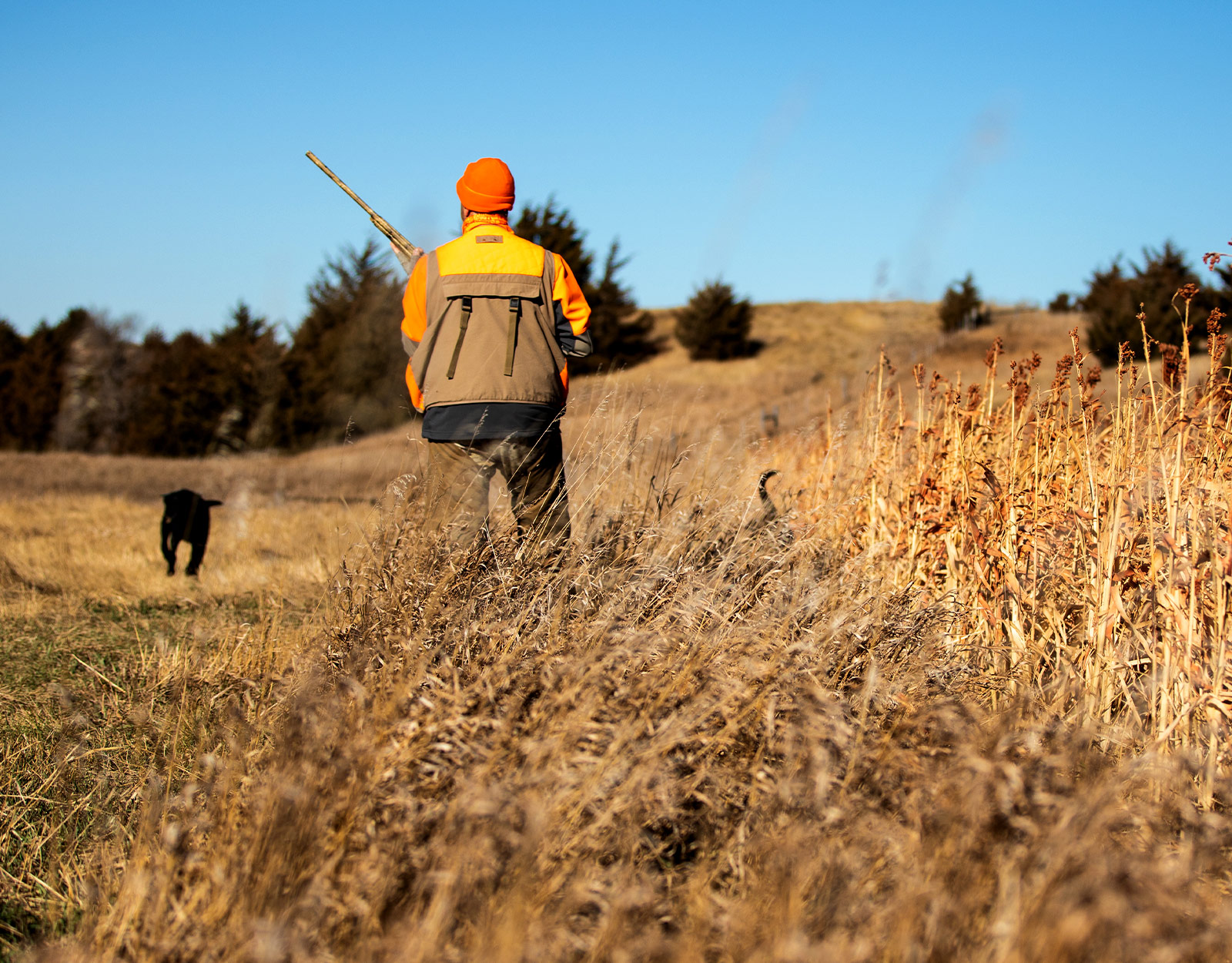 Hunter with a hunting dog in a field. 