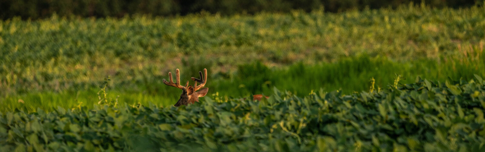 Deer almost hidden in a field