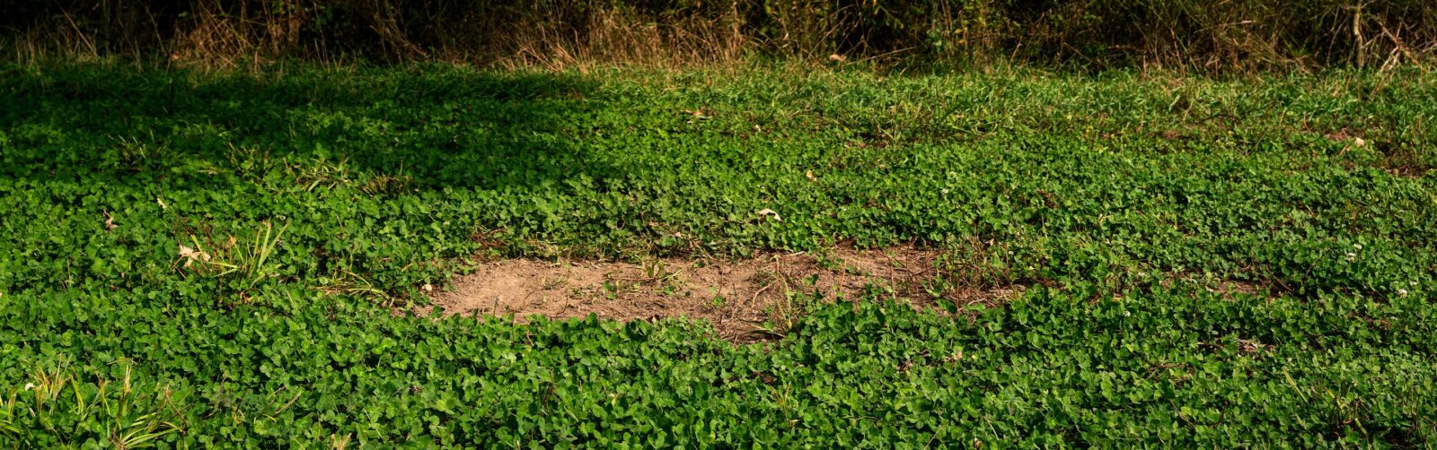 a buck scrape in a patch of grass