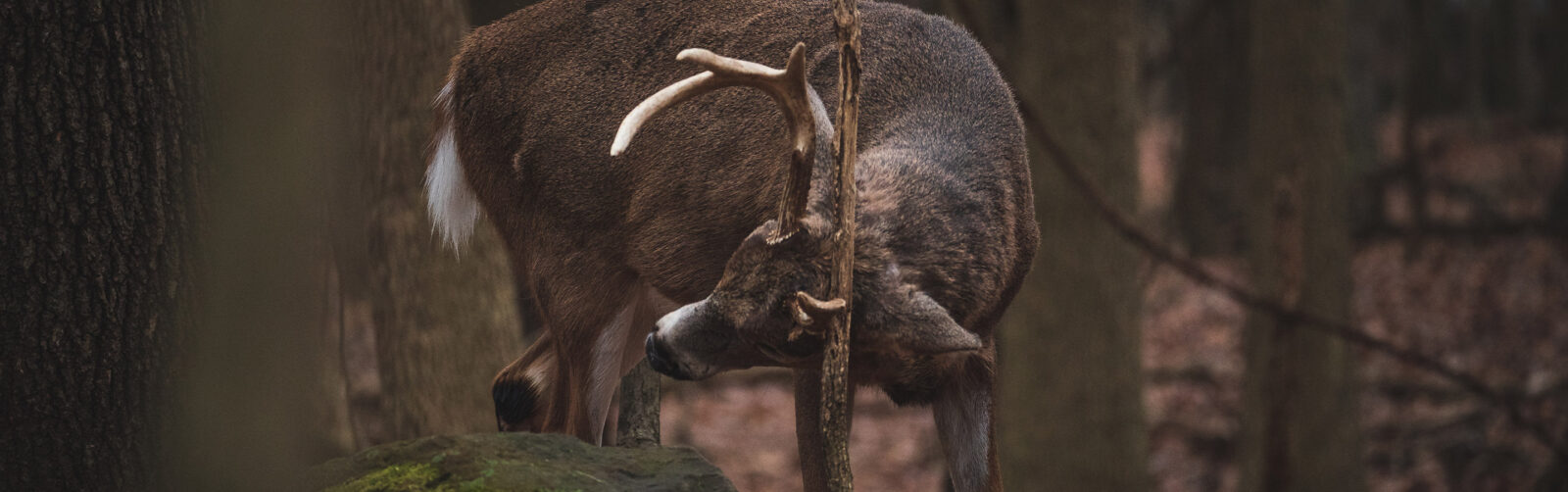 deer rubbing antlers on a branch