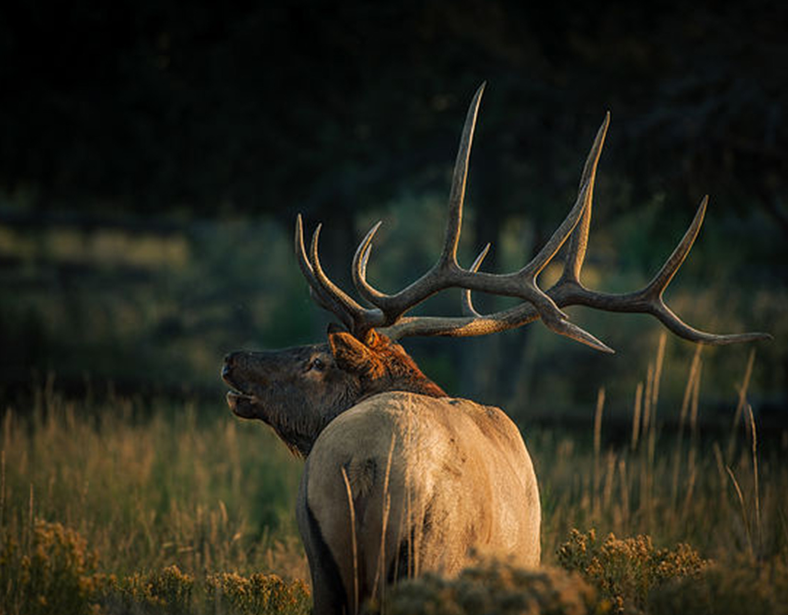 A mature bull elk stands in tall grass.