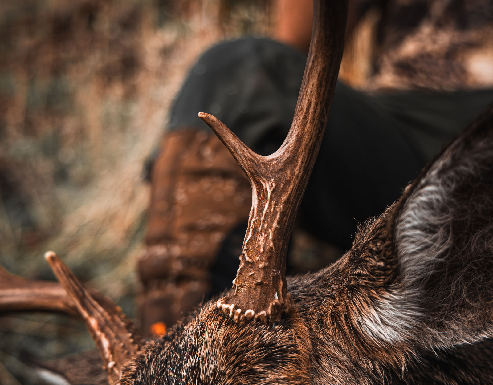 A close-up of a blacktail deer's antler.
