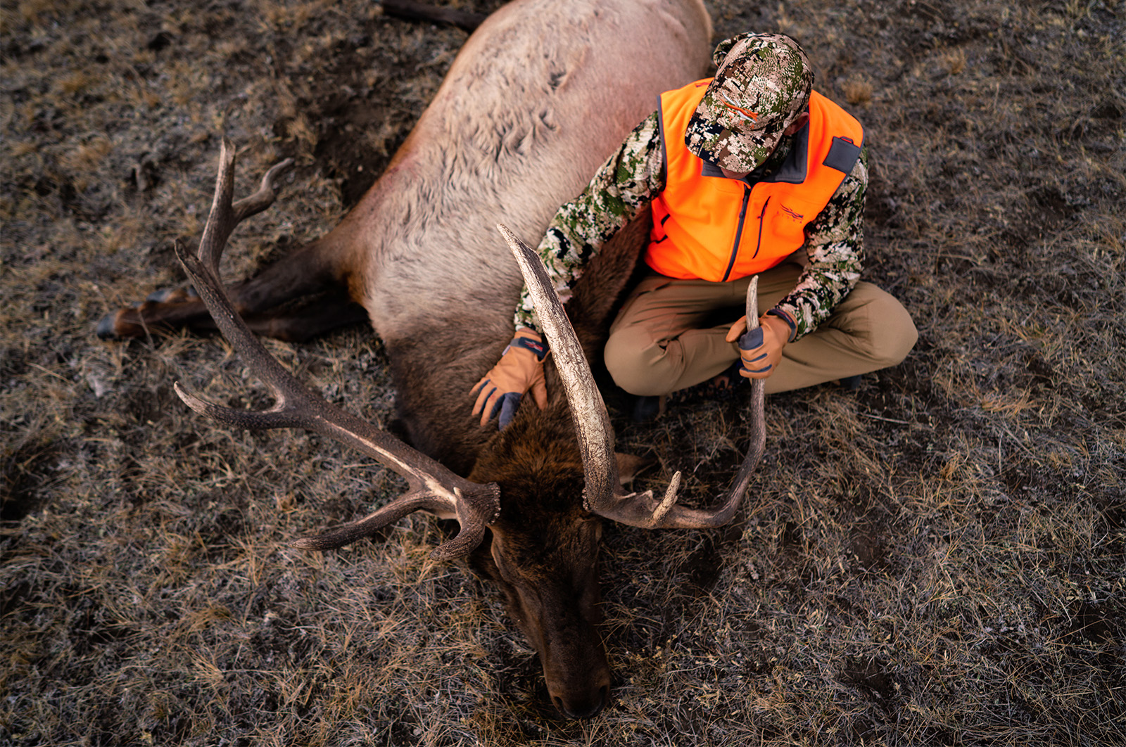 A hunter sitting with a downed bull elk 
