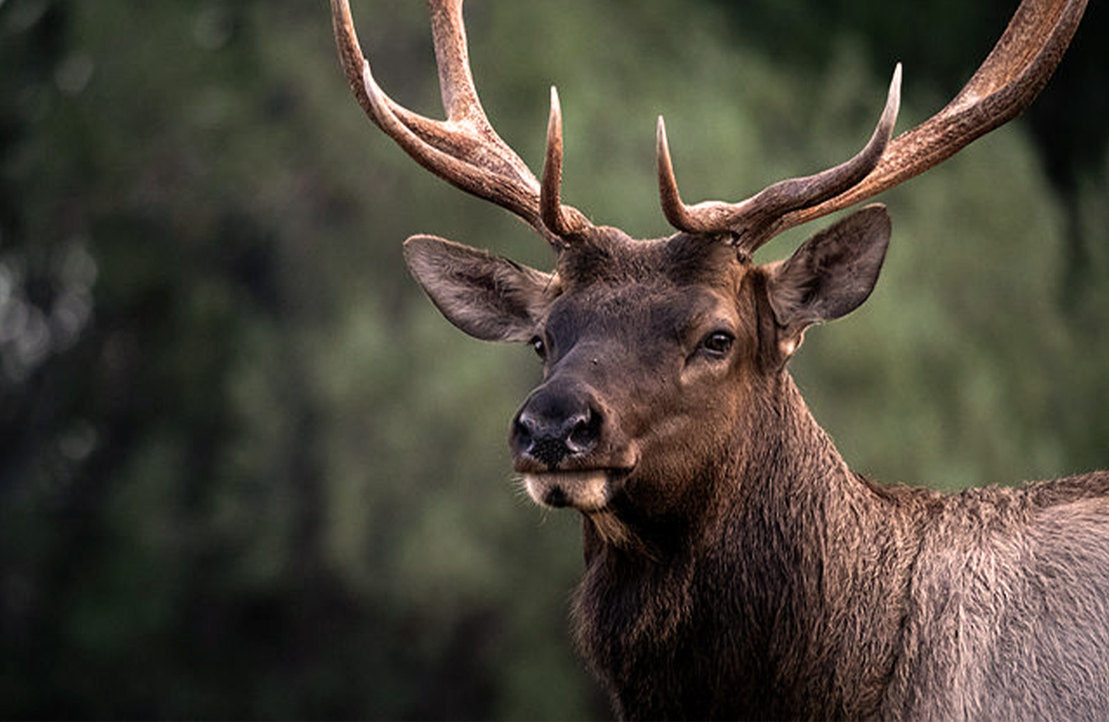 Bull elk 