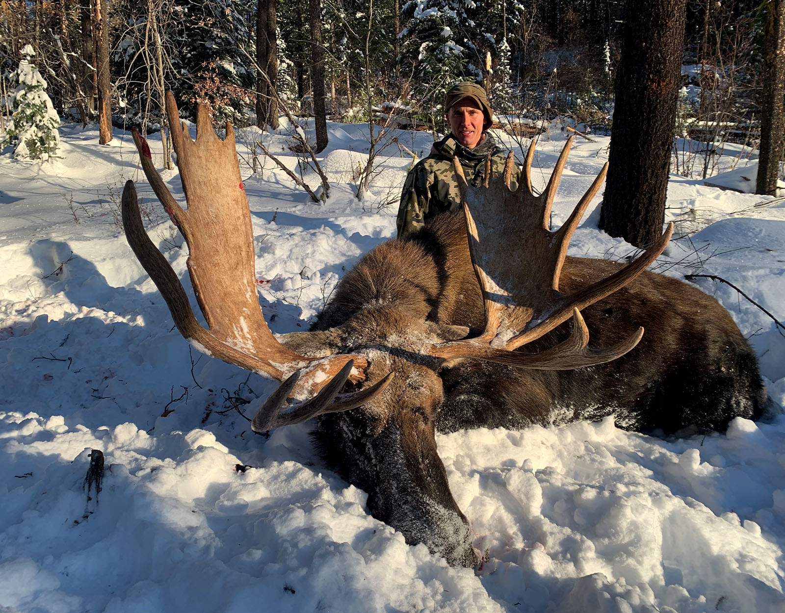 A hunter with the bull moose he harvested.