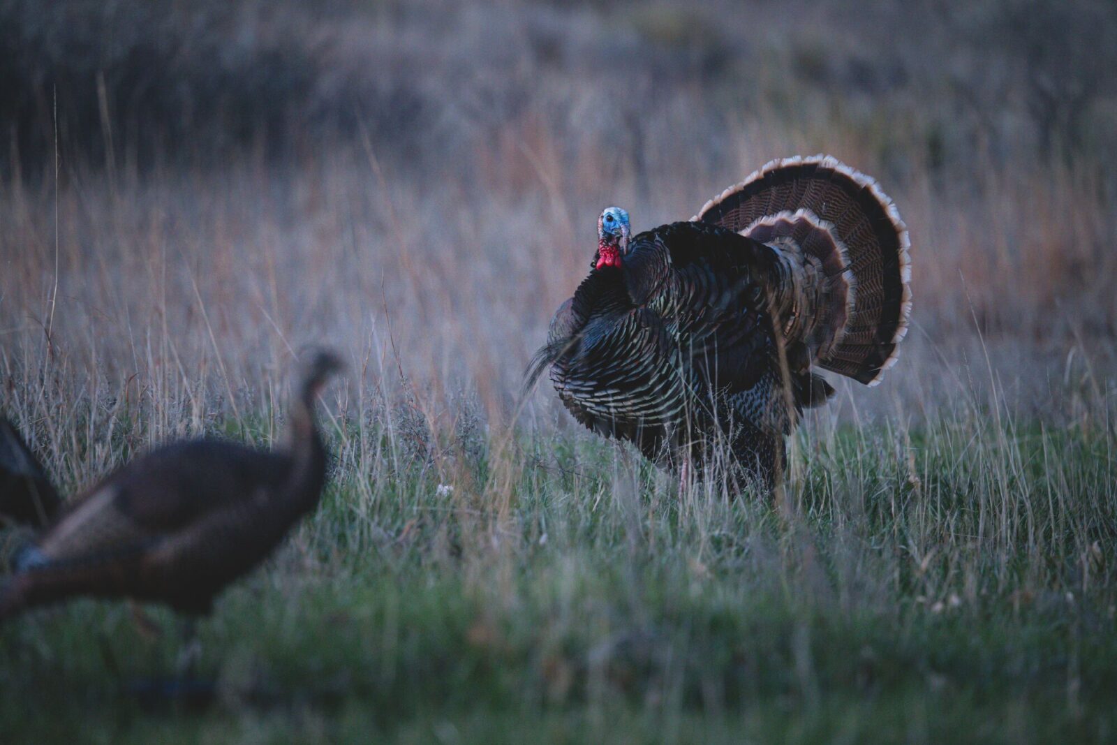 turkey in a field