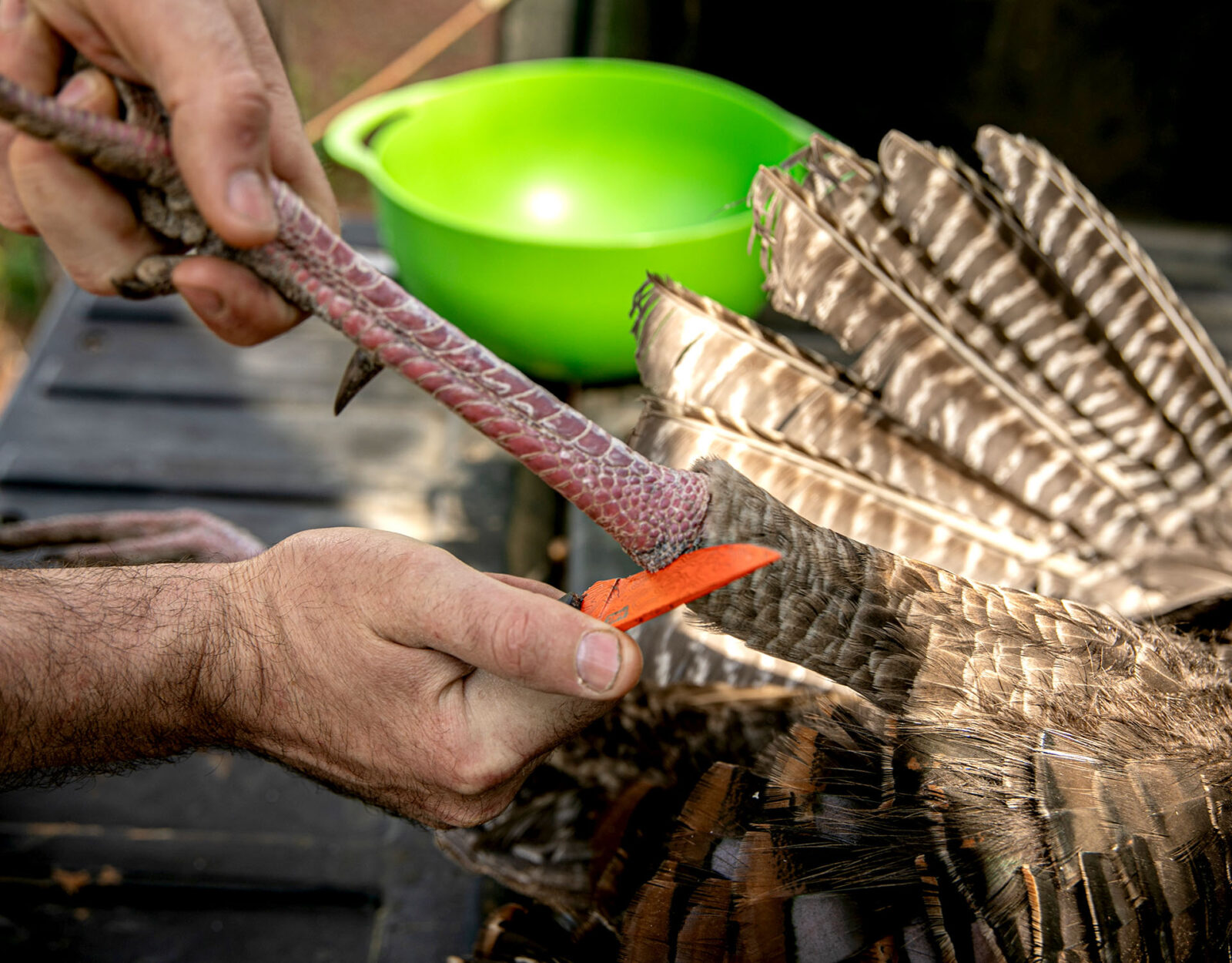 Cleaning a wild turkey guide step 6 - move on to legs 