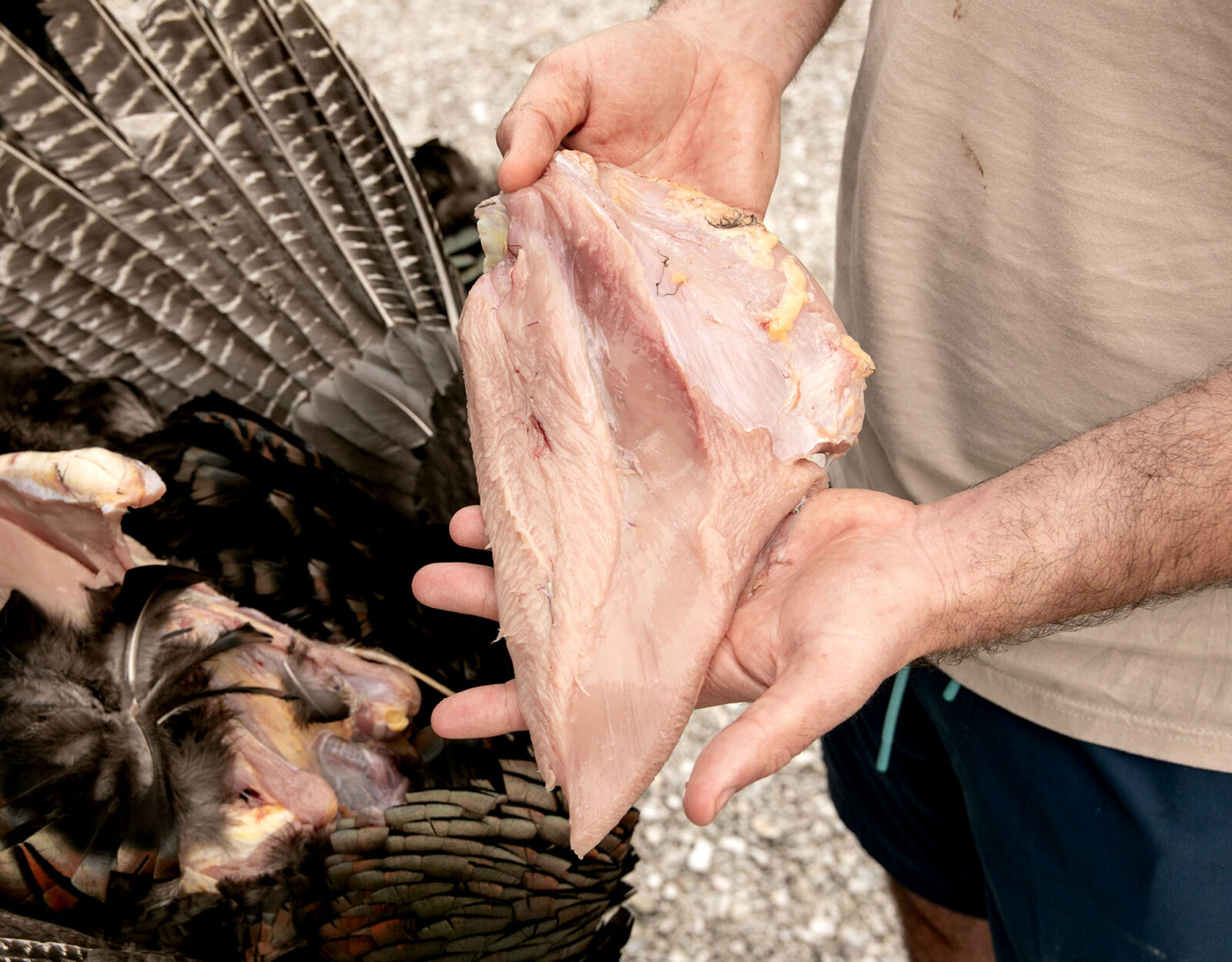 Cleaning a wild turkey guide step 5 - remove the tender