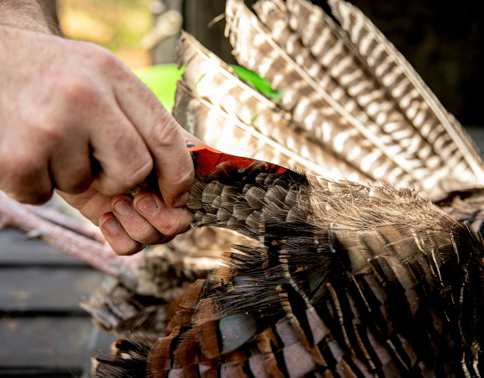 Cleaning a wild turkey guide step 7 - expose the thigh 