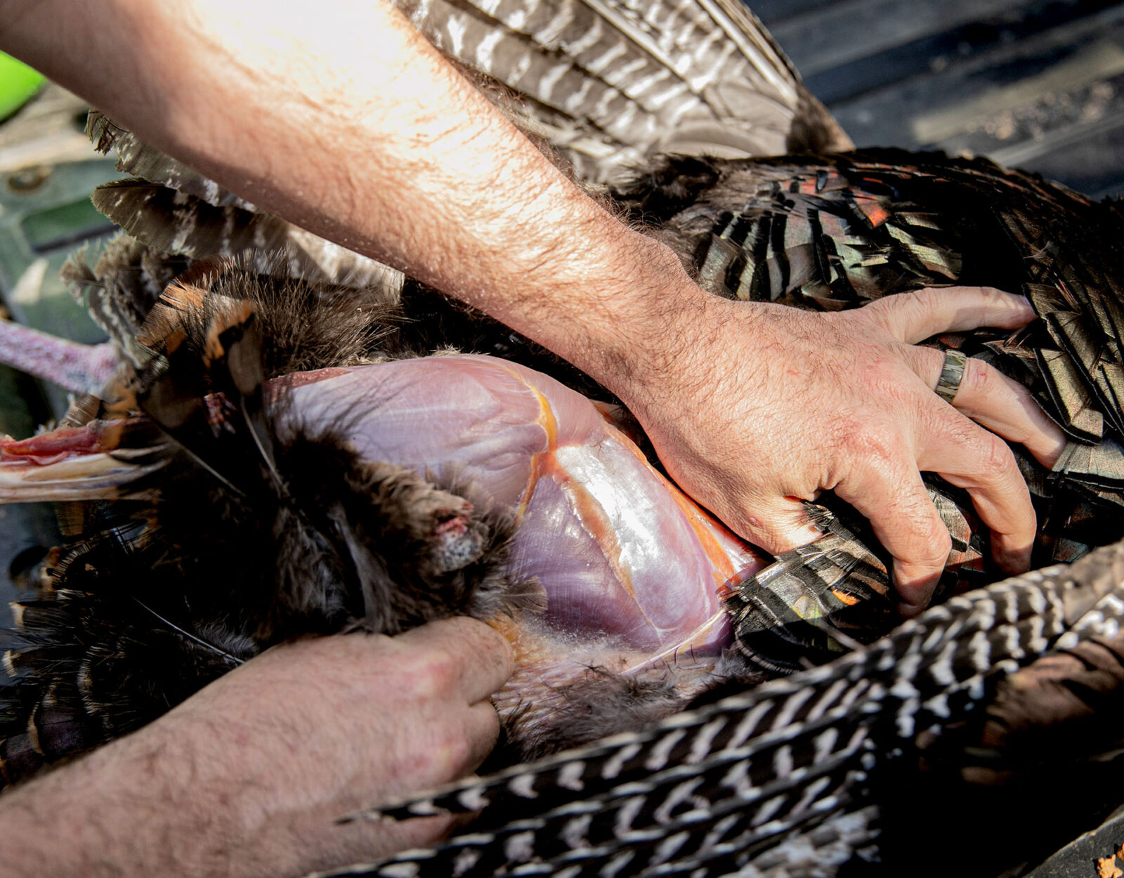 Cleaning a wild turkey guide step 8 - pull the skin 