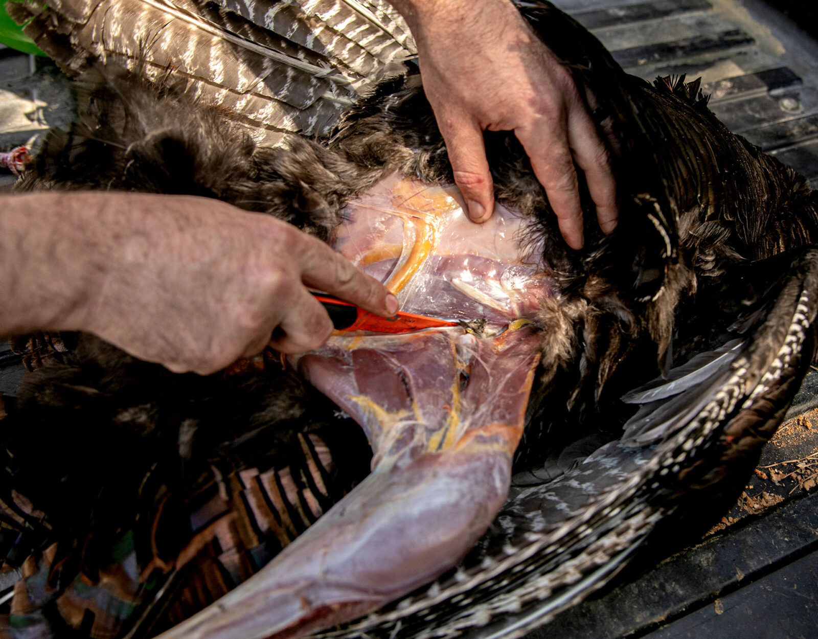 Cleaning a wild turkey guide step 9 - separate hip 