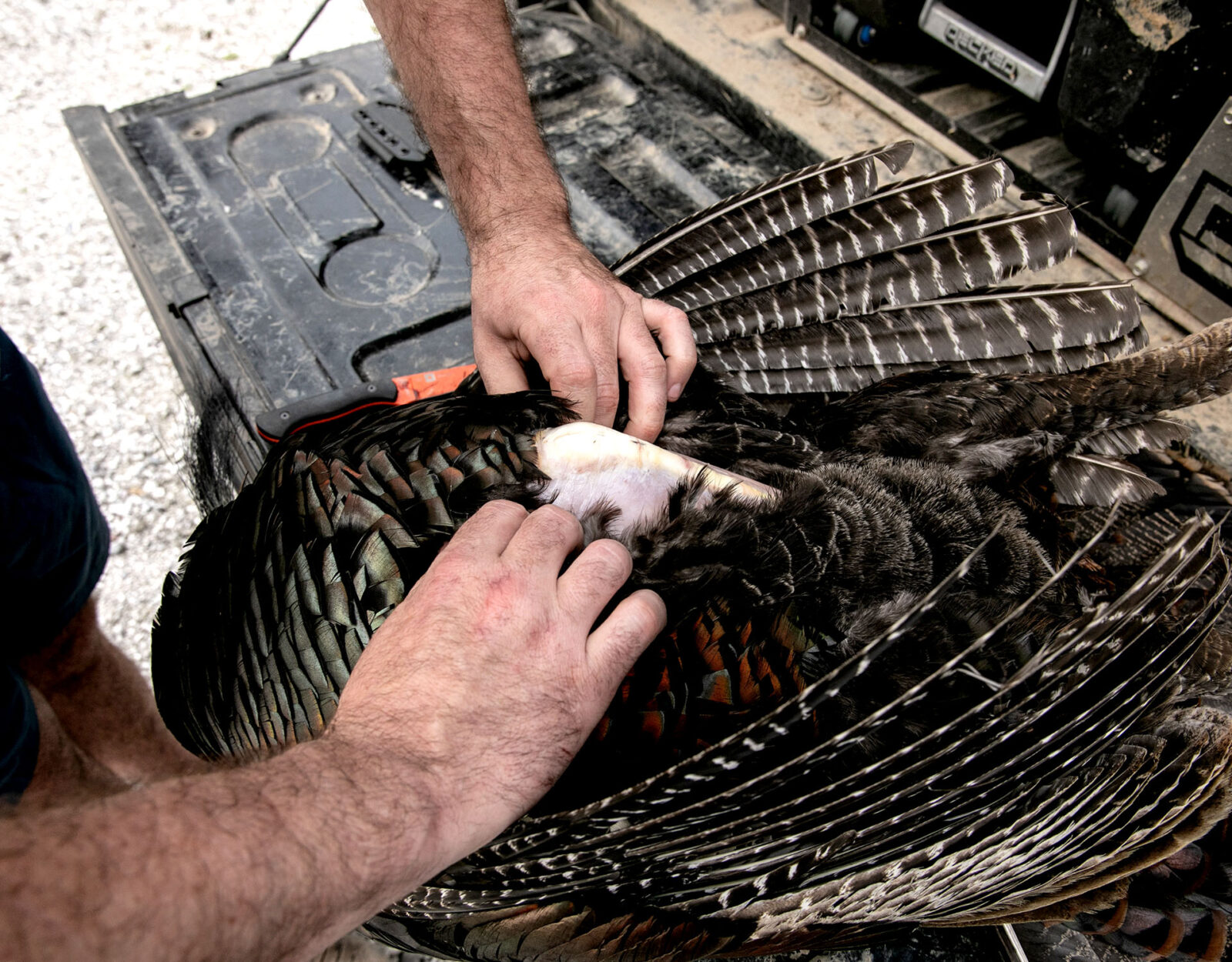 Cleaning a wild turkey guide step 2 - expose the breast 