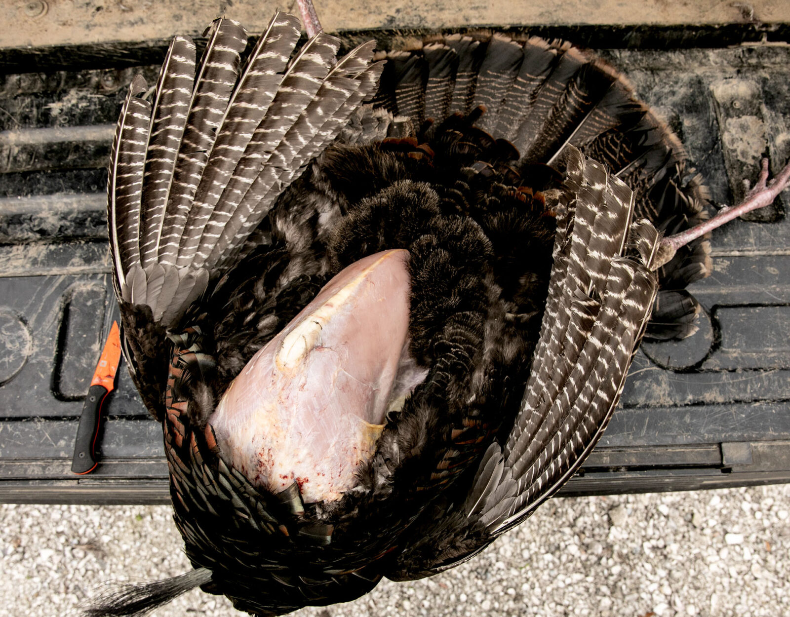 Cleaning a wild turkey guide step 3 - cut the breast meat 