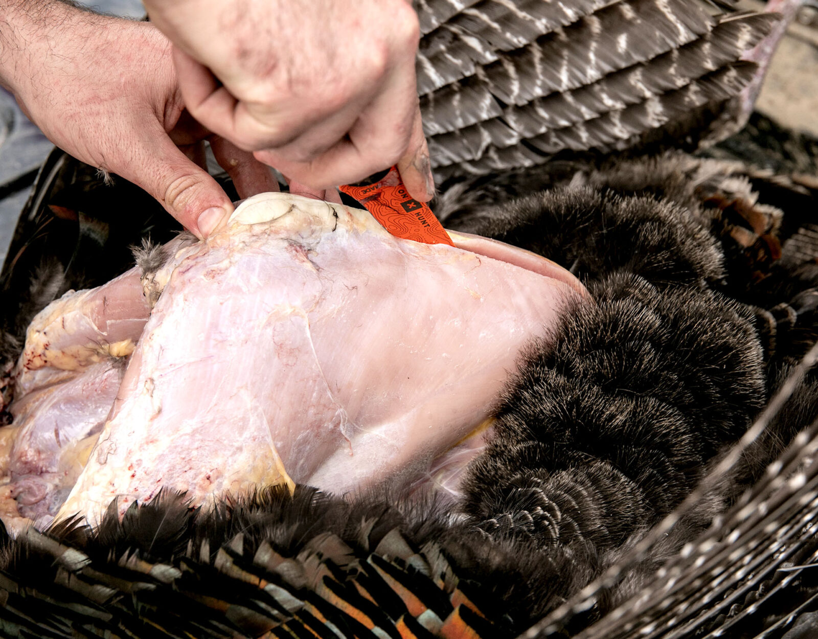 Cleaning a wild turkey guide step 4 - remove the lobe 