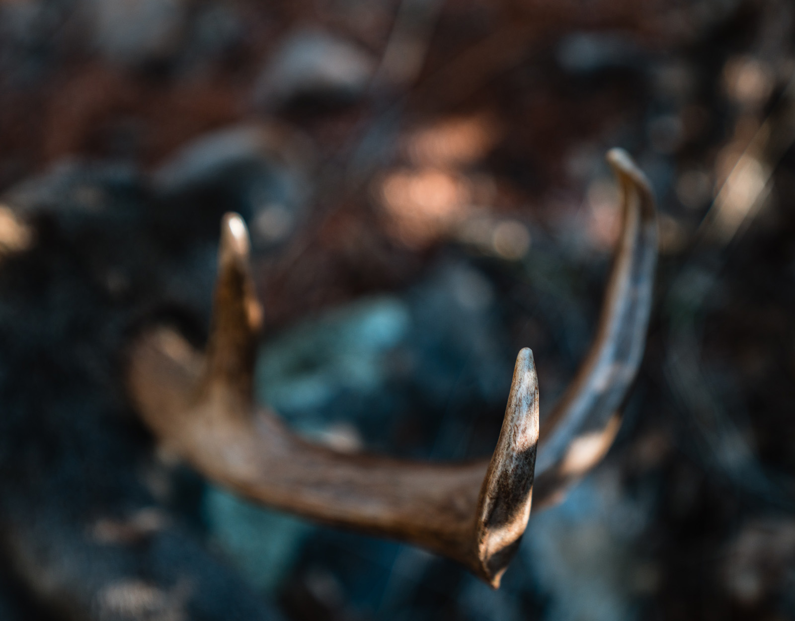 Close up shot of antlers 