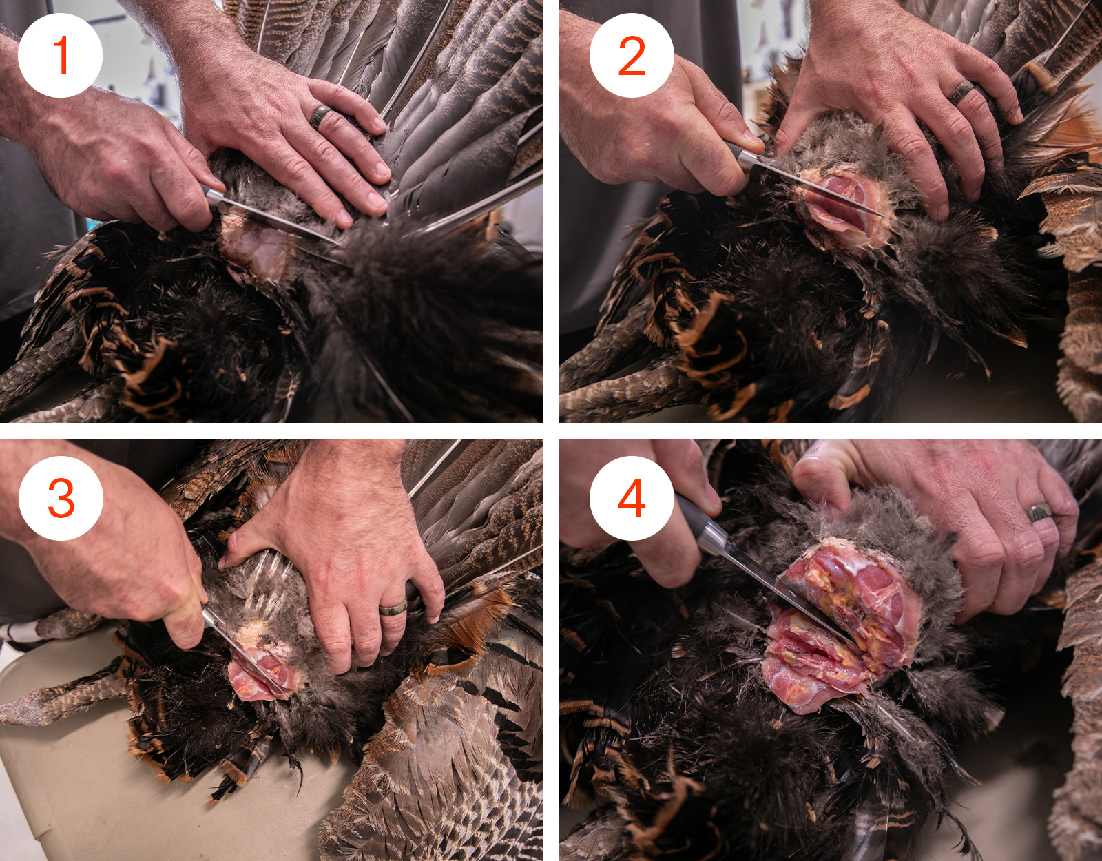 The steps to cut a turkey fan from the bird for preservation 