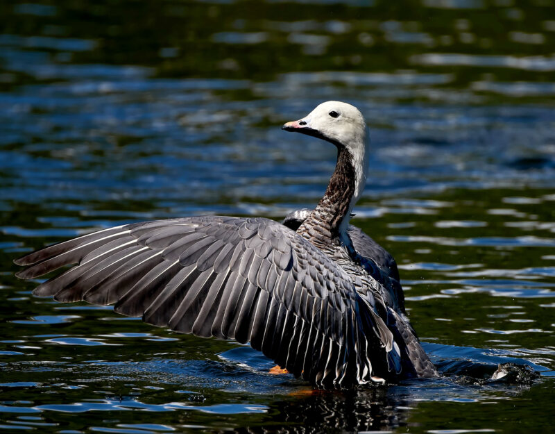Emperor Goose Pattern Goose Hunting | Strategies for Different Types of Geese | onX Hunt