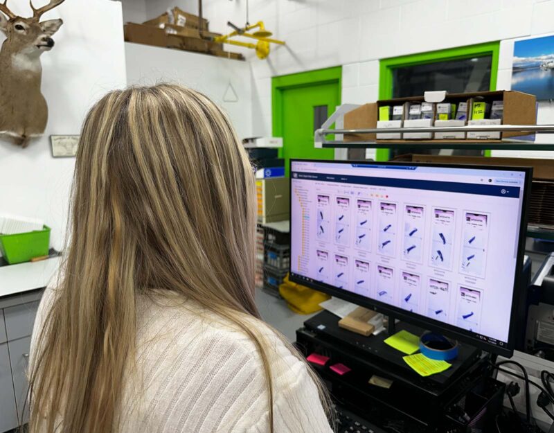 How Wildlife Labs Age Deer Using Teeth Deer Aging Methods Explained