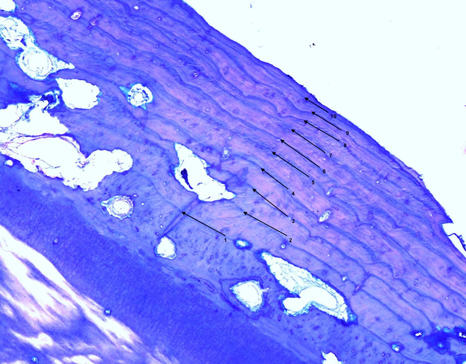 How Wildlife Labs Age Deer Using Teeth Deer Aging Methods Explained