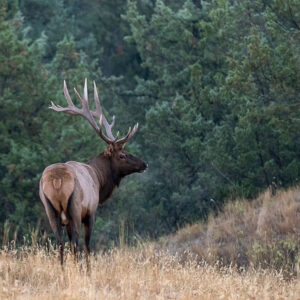 Elk