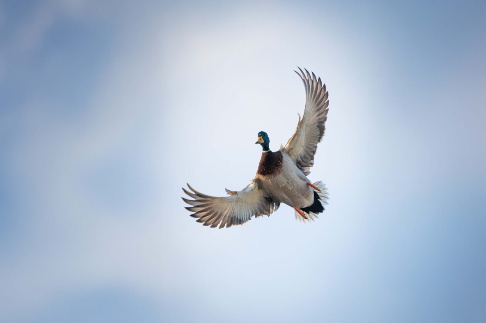 Mallard duck flying through a blue sky.
