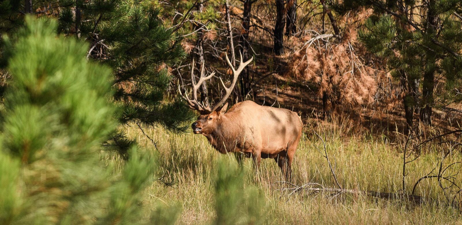 A bull elk stands in edge habitat.