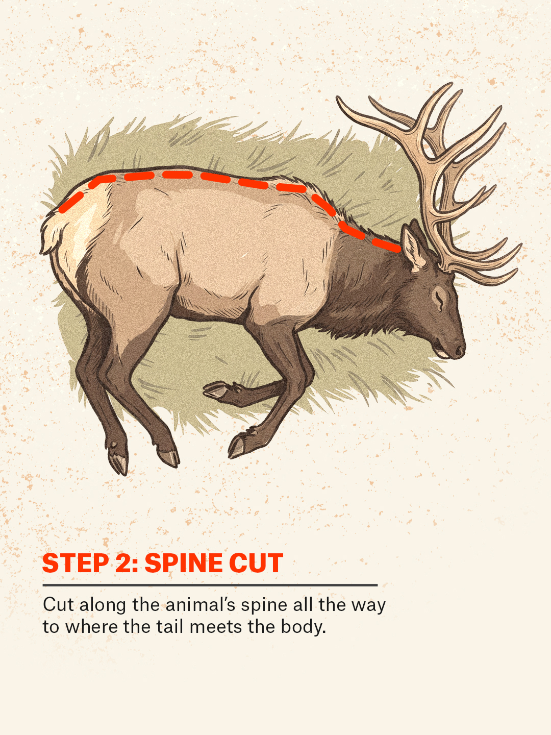 An infographic showing how to do the gutless method on an elk