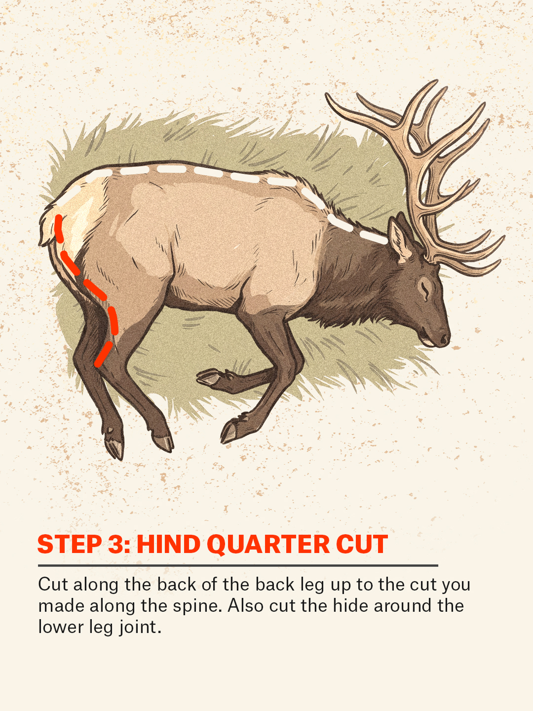An infographic showing how to do the gutless method on an elk