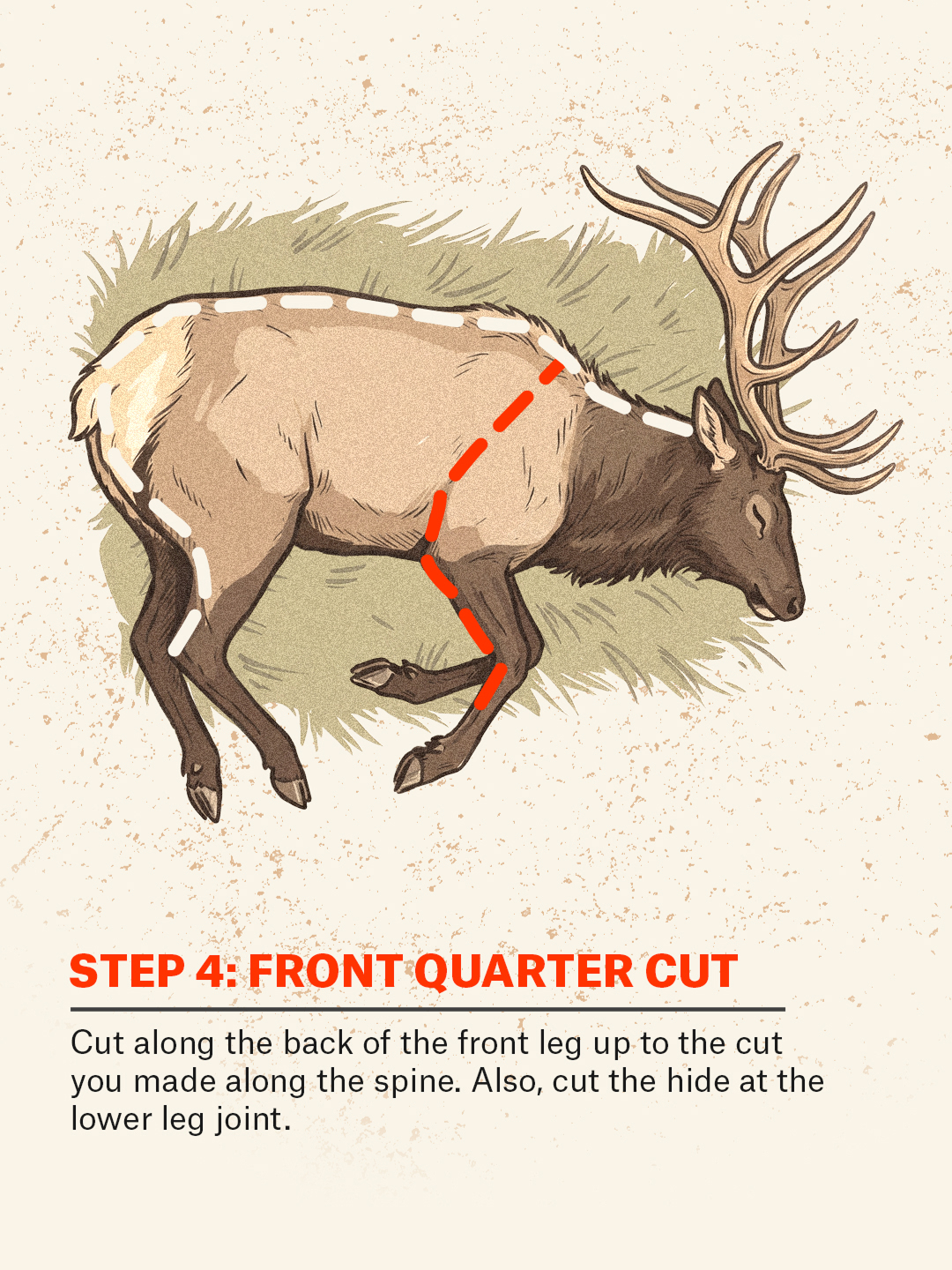An infographic showing how to do the gutless method on an elk