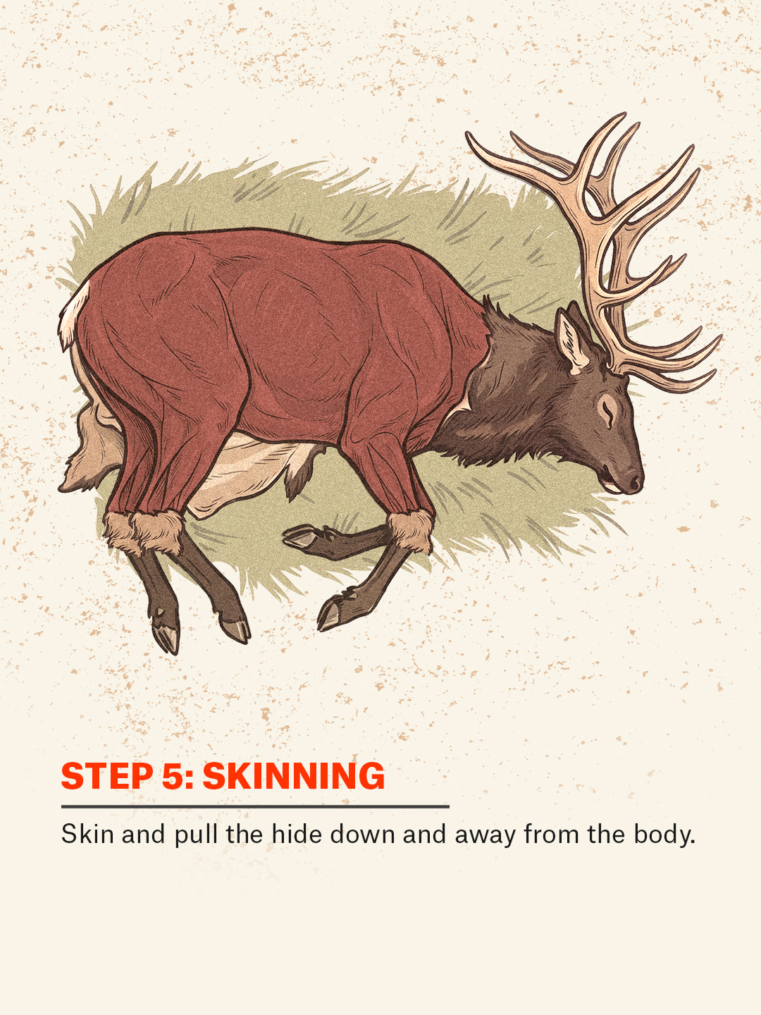 An infographic showing how to do the gutless method on an elk
