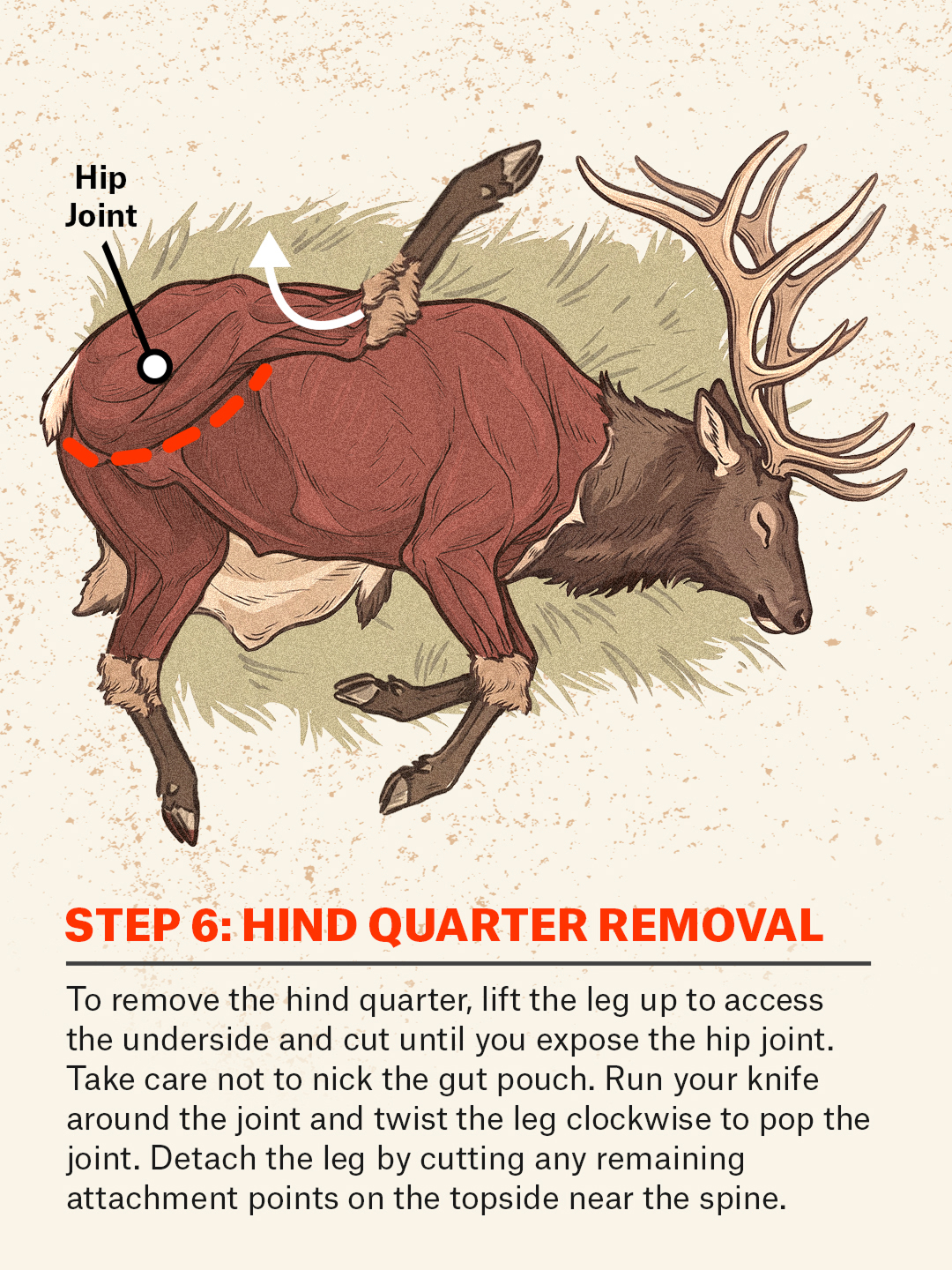 An infographic showing how to do the gutless method on an elk
