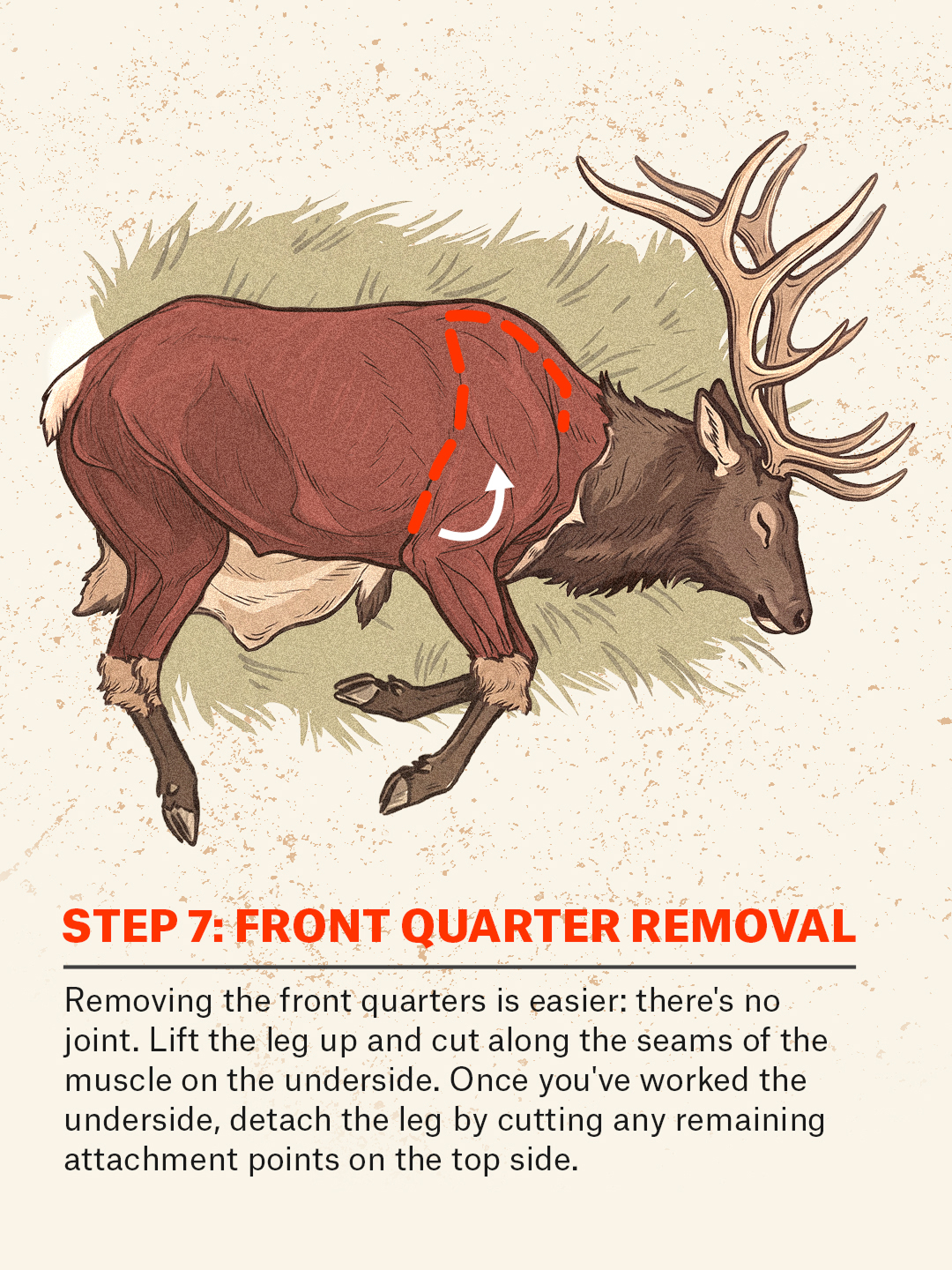 An infographic showing how to do the gutless method on an elk