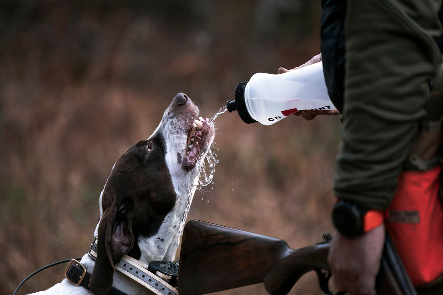 A person waters a hunting dog in the field.