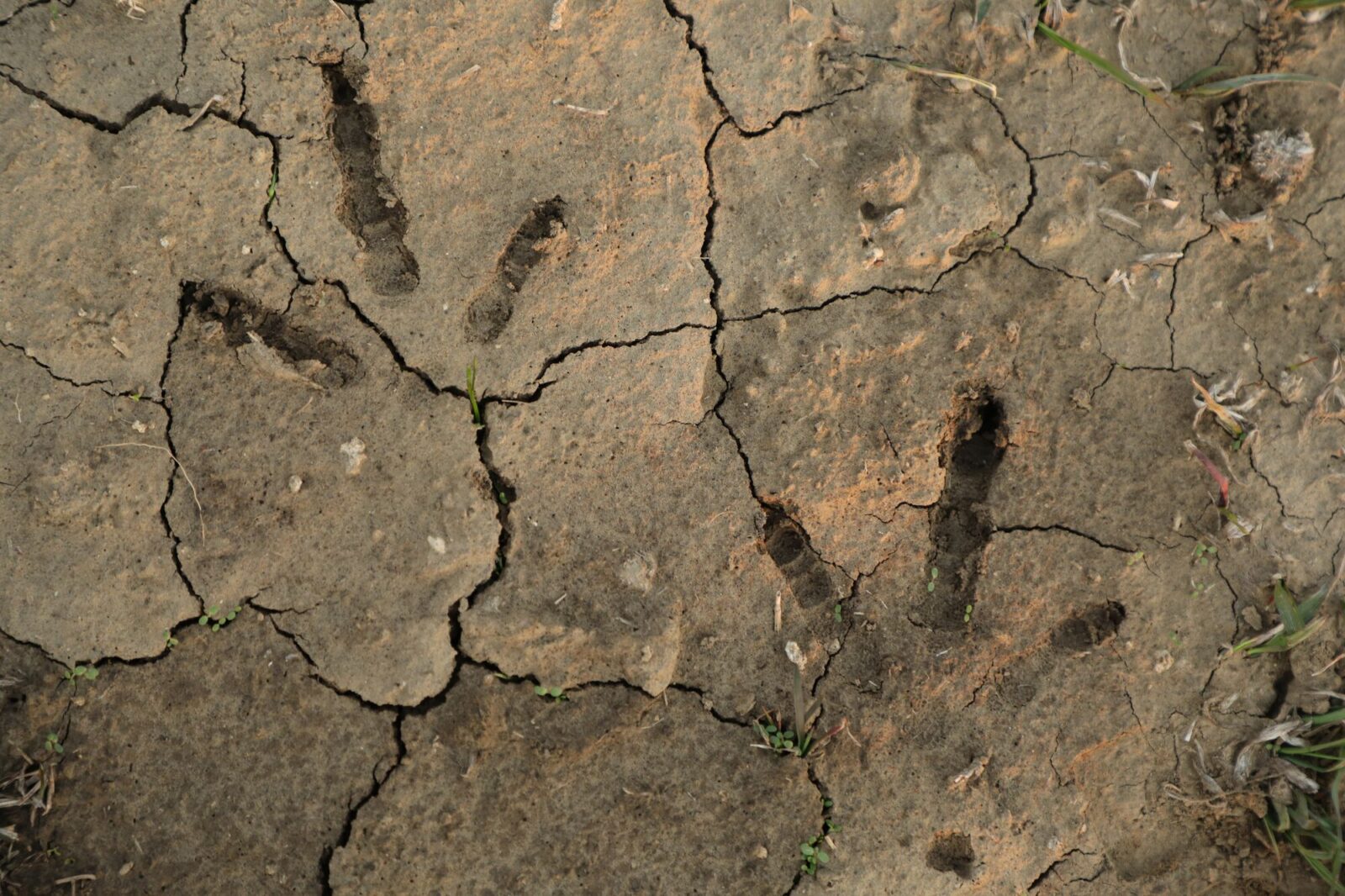 Turkey tracks in the mud.