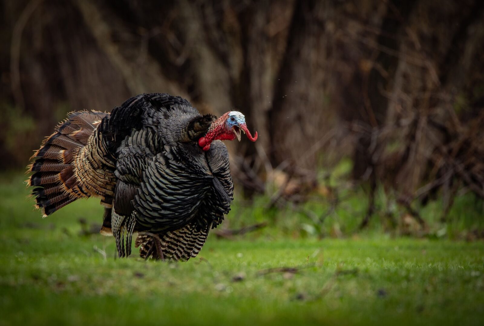 A turkey standing in green grass gobbling.