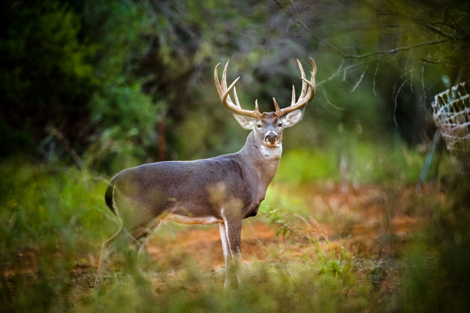 Whitetail buck standing broadside and looking into camera.