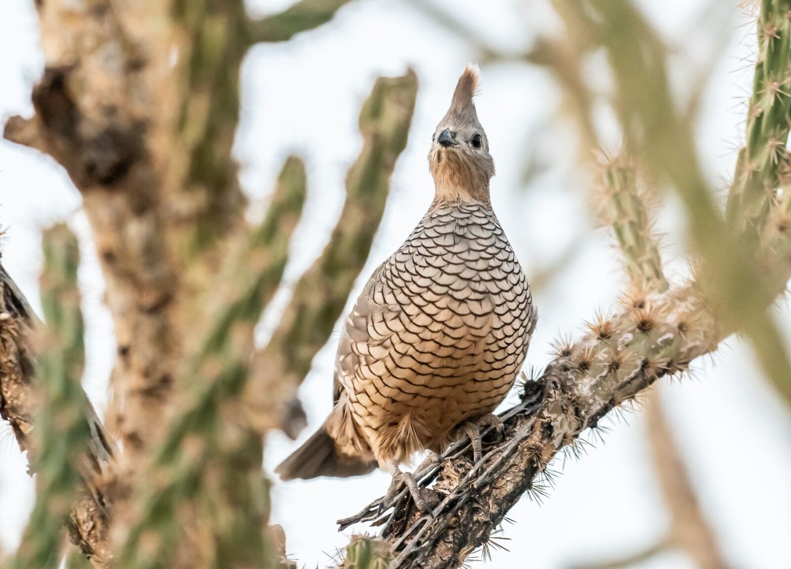 A quail perched on a cactus.