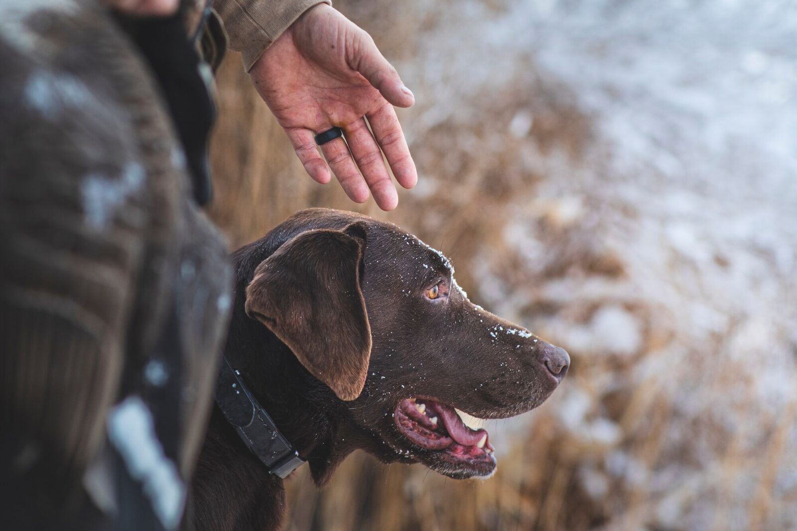 A dog handler gives direction to a chocolate lab.