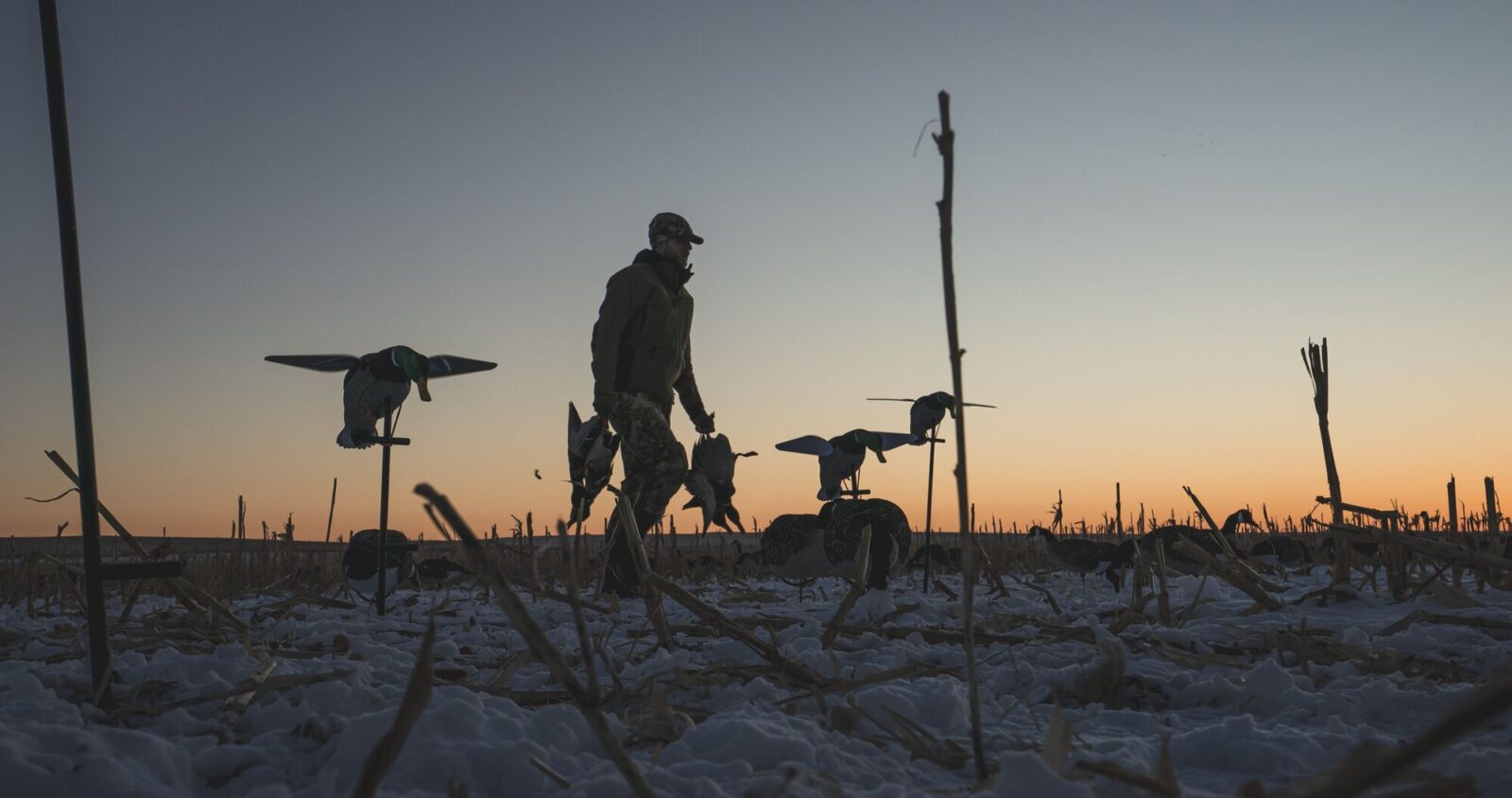 A hunter sets up a field of motion decoys.