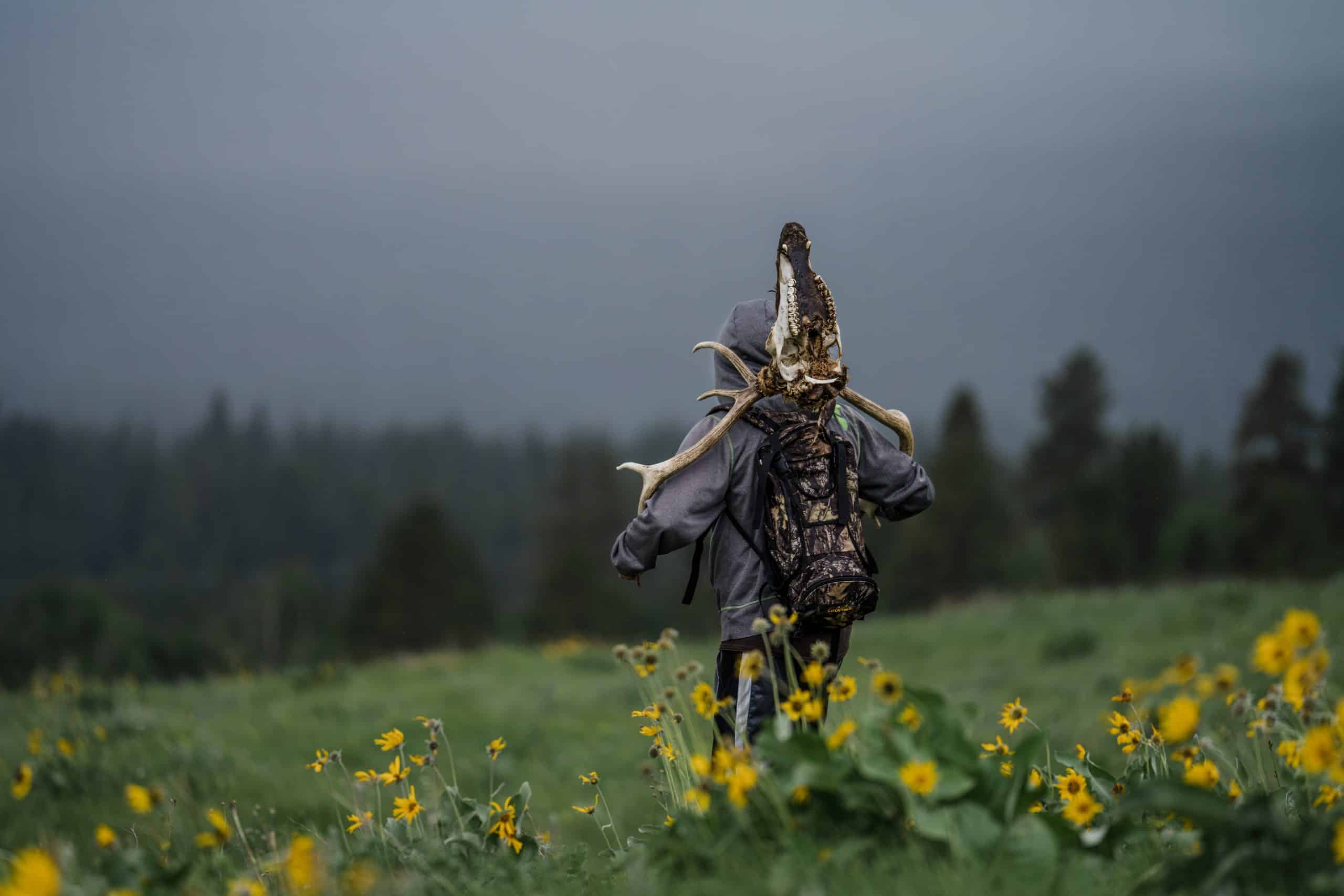 A shed hunter brings home an unlucky elk head that didnt make it through winter. A shed hunter brings home an unlucky elk head that didnt make it through winter.