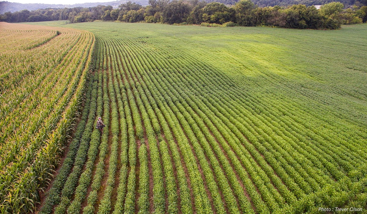 A hunter walks through an agriculture field. 