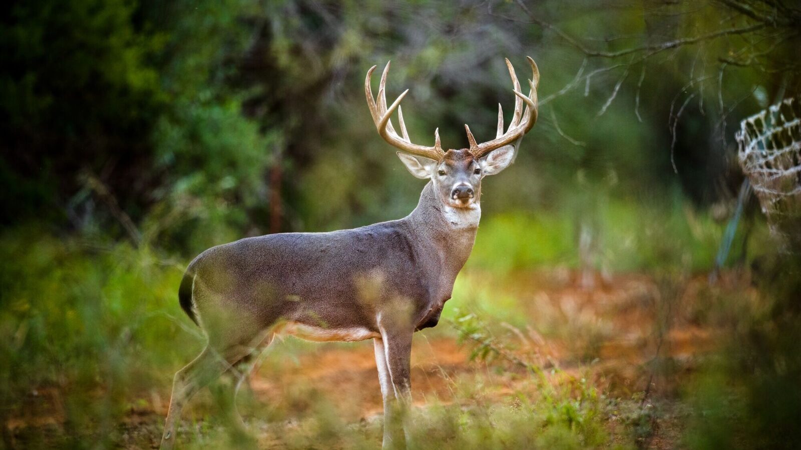 Whitetail buck standing broadside and looking into camera.
