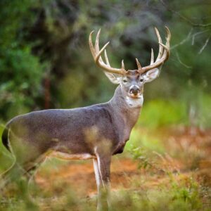 Whitetail