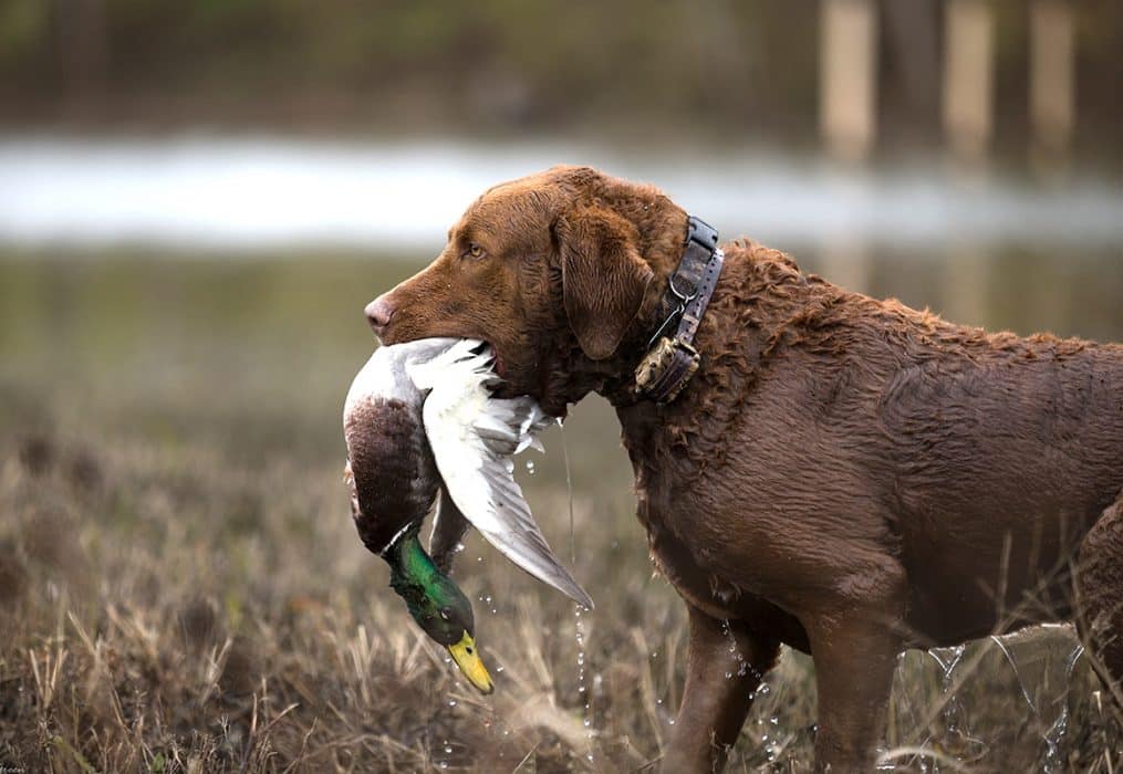 Chocolate lab holding a mallard in it's mouth.