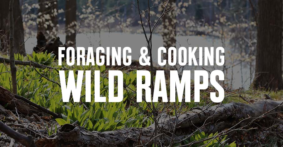 Ramps growing in a forest with 