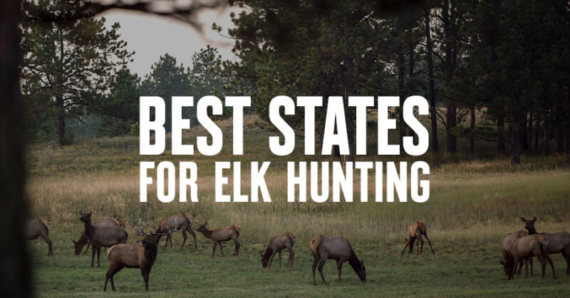 A herd of elk with "best state for elk hunting" overlaid.
