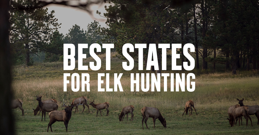 A herd of elk with "best state for elk hunting" overlaid.